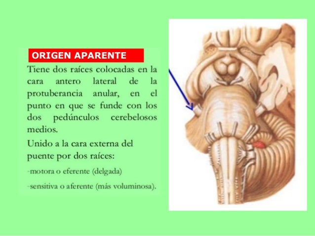 Nervio trigemino y facial exposicion