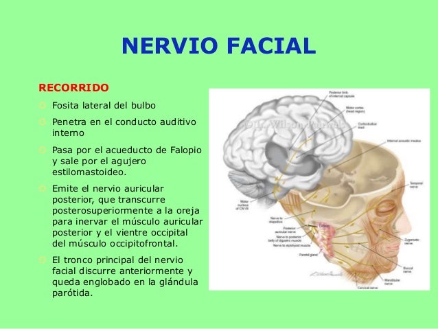 Nervio trigemino y facial exposicion