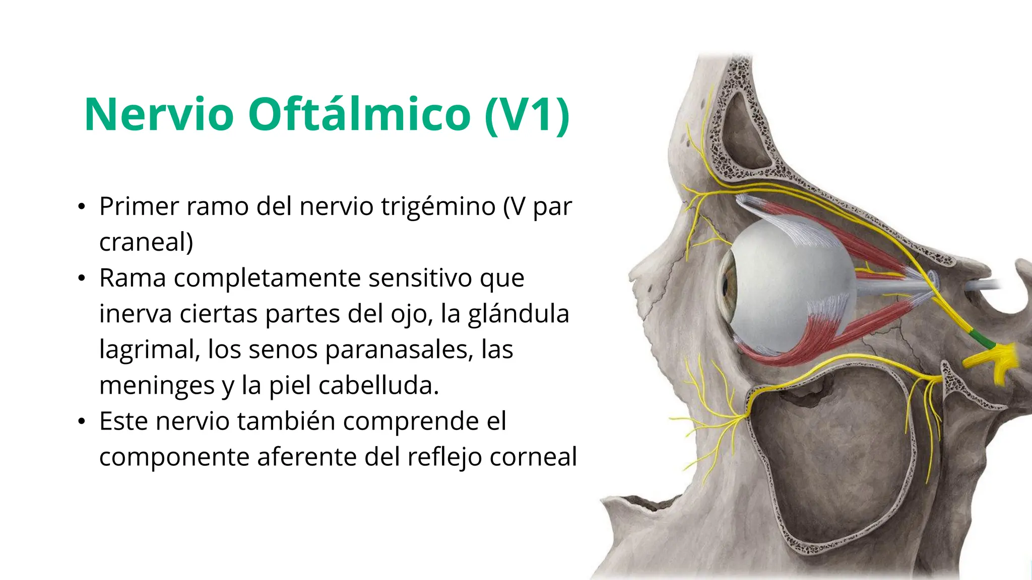 Inerva Nervio Trigemino y sus ramas odontología | PDF