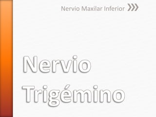 Nervio Maxilar Inferior 
 
