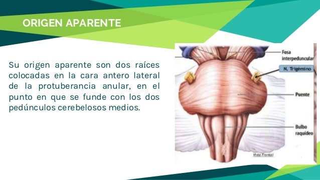 Nervio trigémino (5to par craneal)