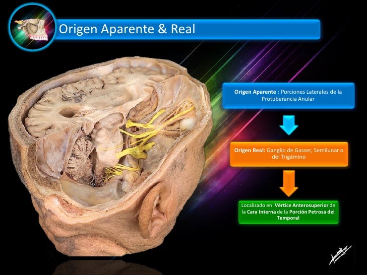 Nervio Trigémino Germán Alejandro Aguilar Castillón