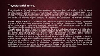 Trayectoria del nervio.
Está situado en la vaina carotidea (paquete vásculonervioso del cuello), entre la vena
yugular interna (lateralmente) y la arteria carótida (medialmente), localizándose sobre
la aponeurosis y los fascículos pre-vertebrales. A nivel de la raíz del cuello, sobre el lado
derecho, el nervio discurre anterior a la arteria subclavia y penetra en el tórax. Una vez dentro
del tórax, los nervios vagos derecho e izquierdo se comportan de manera diferente:
•Nervio vago izquierdo. Entra en el tórax entre las arterias carótida izquierda y subclavia
izquierda y a la altura del arco aórtico emite el nervio laríngeo recurrente izquierdo. Después
se va hacia abajo y hacia atrás, pasa por delante del pedículo pulmonar antes de alcanzar
el esófago, donde contribuye a formar el plexo esofágico.
•Nervio vago derecho. Cruza por delante de la arteria subclavia derecha, y a esta altura
emite el nervio laríngeo recurrente derecho. Después se dirige hacia abajo y hacia atrás, pasa
por detrás del pedículo pulmonar derecho antes de alcanzar el esófago, donde también
contribuye a formar el plexo esofágico, al igual que su homólogo izquierdo.
Dentro del tórax, los nervios vagos dan ramas para el plexo cardiado y el plexo pulmonar.
Ambos nervios vagos realizan la última parte de su trayecto por el tórax junto con el esófago, y
junto a él se introducen la cavidad abdominal, atravesando el diafragma a través del hiato
esofágico. Una vez en la cavidad abdominal, el nervio vago izquierdo se distribuye por el
estómago, mientras que el nervio vago derecho finaliza en el plexo solar desde donde da
ramas para las vísceras abdominales (estómago, intestinos, riñones e hígado).
 
