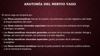 ANATOMÍA DEL NERVIO VAGO
El nervio vago se compone por :
• Las fibras parasimpáticas inervan el corazón, los pulmones y el tubo digestivo casi hasta
el ángulo esplénico del colon.
• Las fibras motoras viscerales especiales inervan los fascículos estriados de la laringe,
la faringe y el paladar.
• Las fibras sensitivas viscerales generales proceden de la mucosa del paladar, faringe y
laringe, así como del corazón, los pulmones y el tubo digestivo.
• Las fibras sensitivas viscerales especiales (gusto) proceden de la valécula y
la epiglotis.
• Las fibras sensitivas somáticas inervan la parte posterior del conducto auditivo externo
y de la membrana timpánica.
 