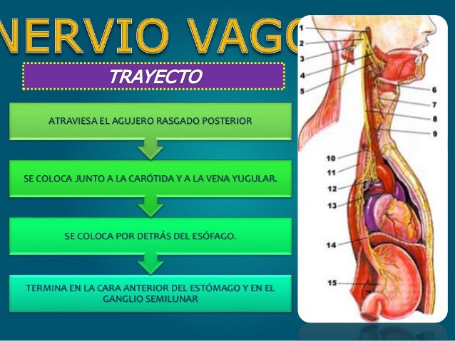 Nervio vago (nc x)