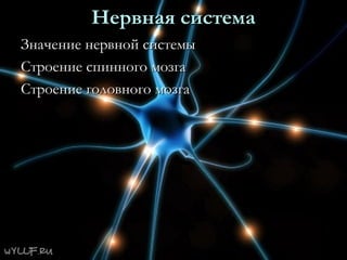 Нервная системаНервная система
Значение нервной системыЗначение нервной системы
Строение спинного мозгаСтроение спинного мозга
Строение головного мозгаСтроение головного мозга
 