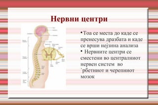 Нервни центри

Тоа се места до каде се
пренесува дразбата и каде
се врши нејзина анализа

Нервните центри се
сместени во централниот
нервен систем во
`рбетниот и черепниот
мозок
 