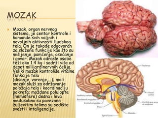 MOZAK
 Mozak, organ nervnog
sistema, je centar kontrole i
komande svih voljnih i
nevoljnih aktivnosti ljudskog
tela. On je takođe odgovoran
za sloţene funkcije kao što su
mišljenje, pamćenje, osećanje
i govor. Mozak odrasle osobe
teţi oko 1.4 kg i sadrţi više od
deset milijardinervnih ćelija.
Veliki mozak kontroliše vitalne
funkcije tela
(disanje, varenje,...); mali
mozak sluţi za odrţavanje
poloţaja tela i koordinaciju
pokreta; moţdane polulopte
(hemisfere) desna i leva
međusobno su povezane
ţuljevitim telima su sedište
svesti i intaligencije.
 
