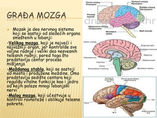 GRAĐA MOZGA
 Mozak je deo nervnog sistema
koji se sastoji od sledećih organa
smeštenih u lobanji:
-Velikog mozga, koji je najveći i
najvaţniji organ, jer kontroliše sve
voljne radnje i veliki deo nesvesnih
telesnih radnji, pored toga što
predstavlja centar procesa
mišljenja
-Moždanog stabla, koji se sastoji
od mosta i produţene moţdine. Omo
predstavlja sedište centara koji
regulišu vitalne funkcije kao i jedra
od kojih polaze mnogi lobanjski
nervi
-Malog mozga, koji učestvuje u
kontroli ravnoteţe i oblikuje telesne
pokrete.
 