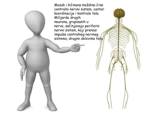 Mozak i kičmena moţdina čine
centralni nervni sistem, centar
koordinacije i kontrole tela.
Milijarde drugih
neurona, grupisanih u
nerve, sačinjavaju periferni
nervni sistem, koji prenosi
impulse centralnog nervnog
sistema, drugim delovima tela.
 