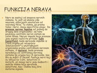 FUNKCIJA NERAVA
 Nerv se sastoji od snopova nervnih
vlakana, to jest od aksona više
neurona, obavijenih omotačem od
vezivnog tkiva. Ta vlakna, pa prema
tome i nervi, imaju specifičnu ulogu: Da
prenose nervne impulse od jednog do
drugog dela organizama i da tako
povezuju centralni nervni sistem sa
celim telom. Nervni impulsi koje prenose
jesu signali različite prirode: čulni
(senzitivni), kada sprovode impulse iz
čilnih organa od receptora
lokalizovanih* u unutrašnjosti
organizama prema centralnom nervnom
sistemu, ili motorni, kada prenose
naređenja od centralnog nervnog
sistema do organa koji ih sprovode, kao
što su mišići ili ţlezde. Postoje nervi koji
su isključivo čulni, senzitivni ili
motorni, ali mnogi nervi jesu mešoviti i
sadrţe vlakna koja sprovode
senzitivne, kao i vlakna koaj šire
motorne signale.
 