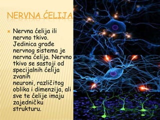 NERVNA ĆELIJA
 Nervna ćelija ili
nervno tkivo.
Jedinica građe
nervnog sistema je
nervna ćelija. Nervno
tkivo se sastoji od
specijalnih ćelija
zvanih
neuroni, različitog
oblika i dimenzija, ali
sve te ćelije imaju
zajedničku
strukturu.
 
