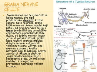 GRAĐA NERVNE
ĆELIJE
 Svaki neuron ima ćelijsko telo iz
kojeg nastaju dva tipa
produţetaka: dendriti, kratki
ogranci nalik na grane, preko
kojih u neuron dolaze impulsi koji
potiču od drugihnervnih ćelija, i
akson (moţe biti dug po nekoliko
centimetara,a ponekad dostiţe
duţinu od jednog metra), jedan
jedini dugački nastavak, preko
koga neuroni prenose impulse
drugim nervnim ćelijama ili
telesnim tkivima. Završni deo
aksona se grana u kratke
nastavke koji se nazivaju nervni
završetci. Akson je obavijen
jakim omotačem bele boje i
sedefastog sjaja. On ima ulogu
izolatora i omogućava
provođenje nadraţaja velikom
brzinom.
 