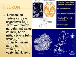 NEURON
 Neuroni su
jedine ćelije u
organizmu koje
se tokom ţivota
ne dele, već samo
izumru, te se
njihov broj stalno
smanjuje.
Izumrle nervne
ćelije se
zamenjuju
vezivnim tkivom.
 