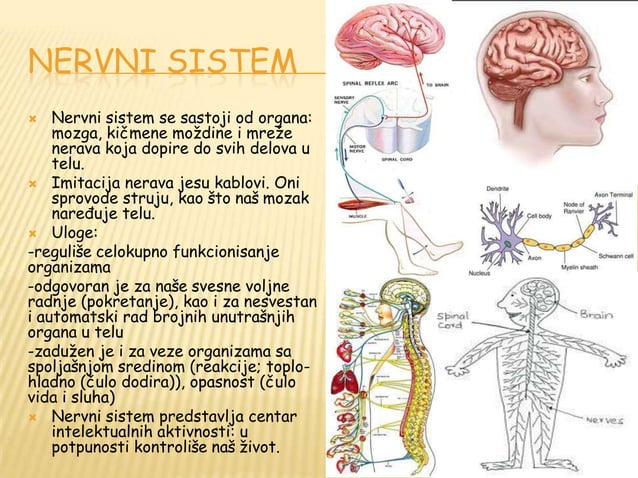Nervni sistem