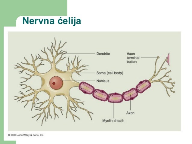 Nervni sistem