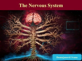 The Nervous System
Damnjanović Ivana
 