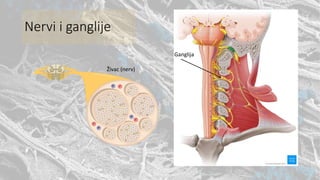 Nervi i ganglije
Živac (nerv)
Ganglija
 