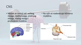 CNS
• Mozak se sastoji od: velikog
mozga, međumozga, srednjeg
mozga, malog mozga i
produžene moždine.
• Na njih se nadovezuje kičmena
moždina.
 