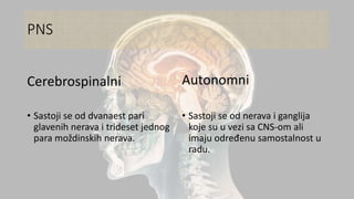 PNS
Cerebrospinalni
• Sastoji se od dvanaest pari
glavenih nerava i trideset jednog
para moždinskih nerava.
Autonomni
• Sastoji se od nerava i ganglija
koje su u vezi sa CNS-om ali
imaju određenu samostalnost u
radu.
 
