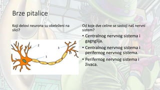 Brze pitalice
Koji delovi neurona su obeleženi na
slici?
Od koje dve celine se sastoji naš nervni
sistem?
• Centralnog nervnog sistema i
gagnglija.
• Centralnog nervnog sistema i
perifernog nervnog sistema.
• Perifernog nervnog sistema i
živaca.
1
2
3
 