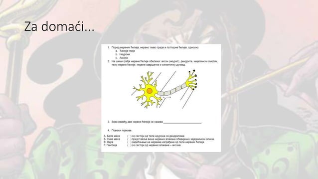 Nervni sistem | PPT