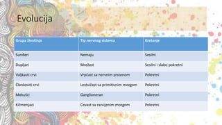 Evolucija
Grupa životinja Tip nervnog sistema Kretanje
Sunđeri Nemaju Sesilni
Dupljari Mrežast Sesilni i slabo pokretni
Valjkasti crvi Vrpčast sa nervnim prstenom Pokretni
Člankoviti crvi Lestvičast sa primitivnim mozgom Pokretni
Mekušci Ganglioneran Pokretni
Kičmenjaci Cevast sa razvijenim mozgom Pokretni
 