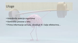 Uloge
• Koordiniše reakcije organizma
• Kontroliše procese u telu
• Prima informacije od čula, obrađuje ih i šalje efektorima...
 