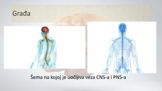 Građa
Šema na kojoj je uočljiva veza CNS-a i PNS-a
 