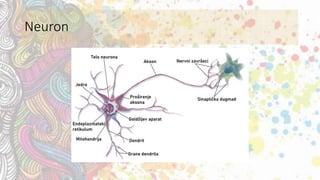Neuron
 