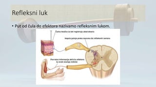 Refleksni luk
• Put od čula do efektora nazivamo refleksnim lukom.
 