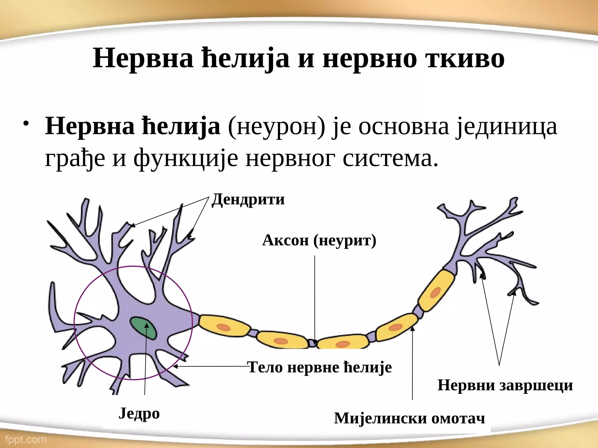 Нервна ћелија и нервно ткиво
●
Нервна ћелија (неурон) је основна јединица
грађе и функције нервног система.
Тело нервне ћелије
Дендрити
Аксон (неурит)
Једро
Нервни завршеци
Мијелински омотач
 