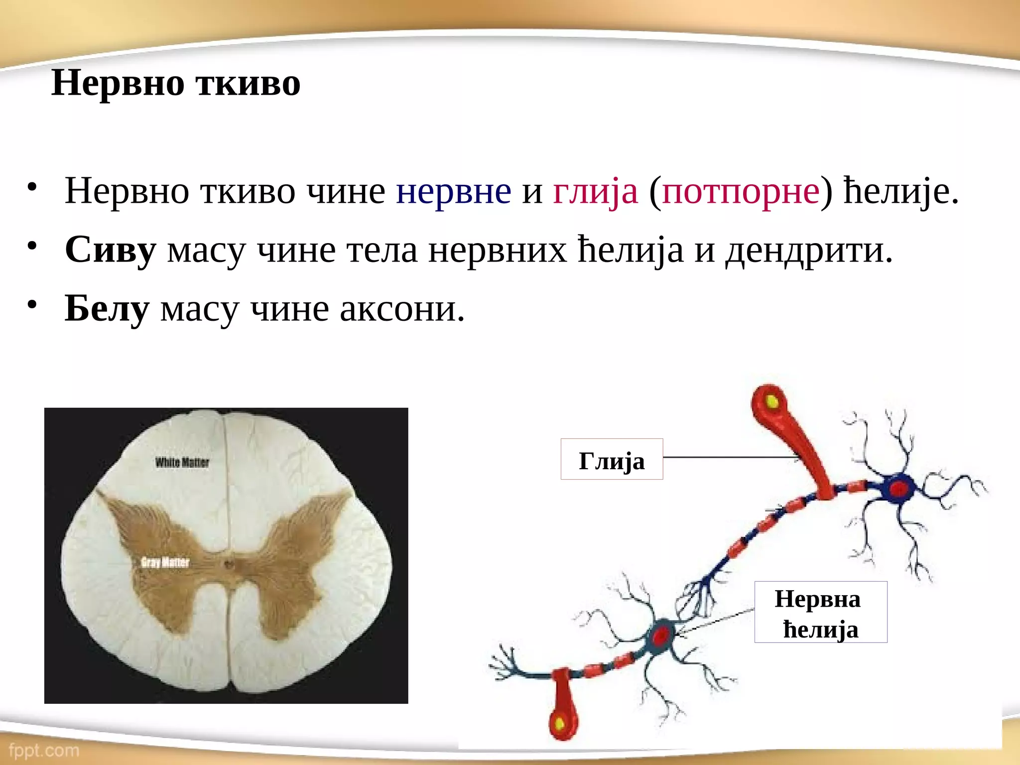Нервно ткиво
●
Нервно ткиво чине нервне и глија (потпорне) ћелије.
●
Сиву масу чине тела нервних ћелија и дендрити.
●
Белу масу чине аксони.
Глија
Нервна
ћелија
 