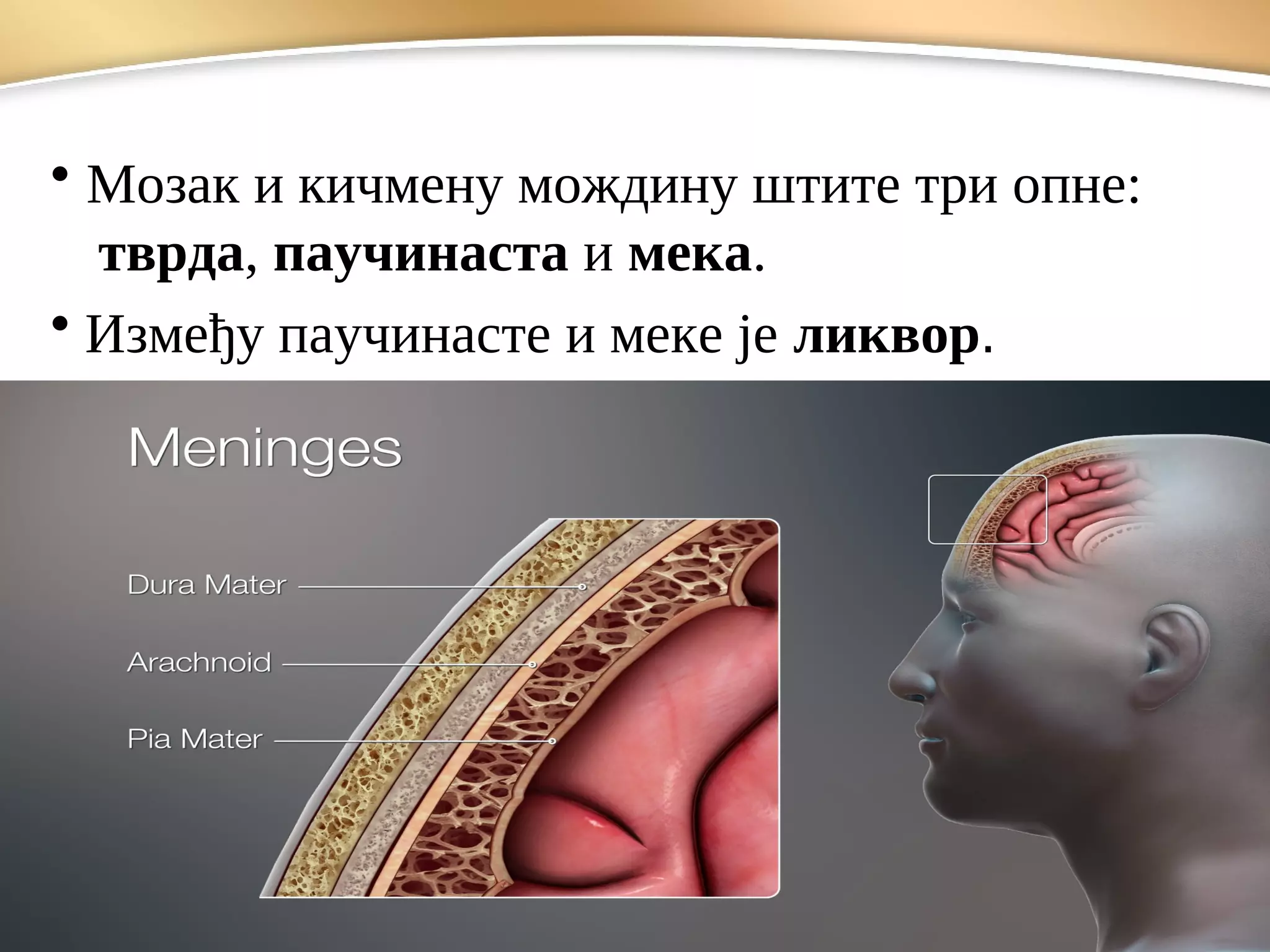 • Мозак и кичмену мождину штите три опне:
тврда, паучинаста и мека.
• Између паучинасте и меке је ликвор.
 