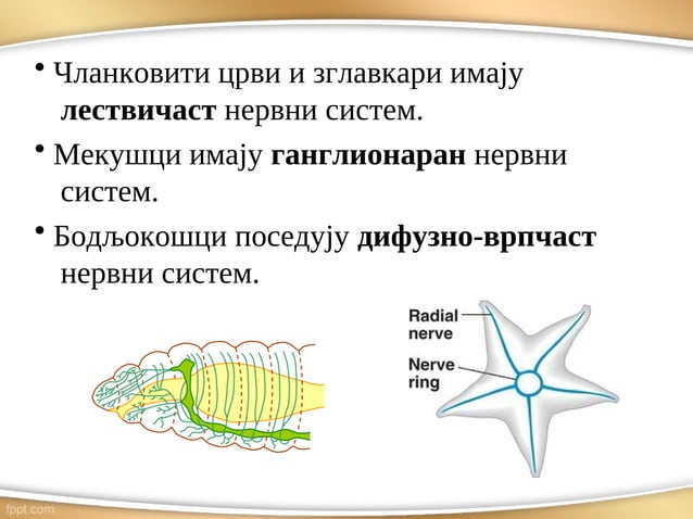 Nervni sistem.pdf