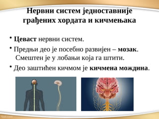 Nervni sistem.pdf