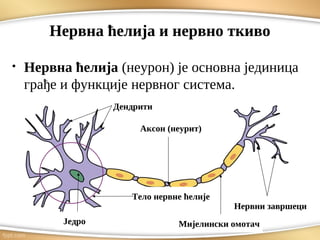 Nervni sistem.pdf