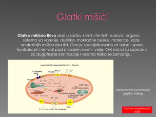 Glatko mišićno tkivo  ulazi u sastav krvnih i limfnih sudova, organa sistema ya varenje, dušnika, mokraćne bešike, materice, kože, unutrašnjih mišića oka itd. Ono je specijalizovano za slabe i spore kontrakcije i ne radi pod uticajem svesti i volje. Ovi mičići su sposobni za dugotrajne kontrakcije i veoma teško se zamaraju.  Mehanizam kontrakcije glatkih mišića Vrati se na prethodni slajd 