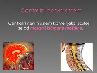 Centralni nervni sistem kičmenjaka  sastoji se od  mozga  i  kičmene moždine . 