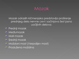 Mozak odraslih kičmenjaka predstavlja proširenje prednjeg dela nervne cevi i sačinjava šest jasno uočljivih delova: Prednji mozak Međumozak  Mali mozak Srednji mozak Moždani most (Verpolijev most) Produžena moždina 