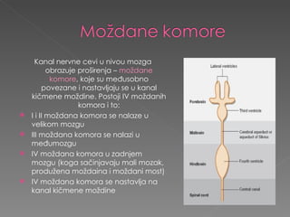 Kanal nervne cevi u nivou mozga obrazuje proširenja –  moždane komore , koje su međusobno povezane i nastavljaju se u kanal kičmene moždine. Postoji IV moždanih komora i to: I i II moždana komora se nalaze u velikom mozgu III moždana komora se nalazi u međumozgu IV moždana komora u zadnjem mozgu  ( koga sačinjavaju mali mozak, produžena moždaina i moždani most) IV moždana komora se nastavlja na kanal kičmene moždine 