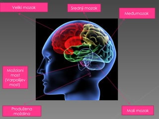 Veliki mozak Mali mozak Međumozak  Srednji mozak Moždani most (Varpolijev most)  Produžena moždina 
