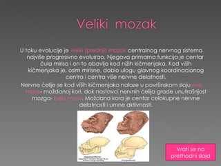 U toku evolucije je  veliki (prednji) mozak  centralnog nervnog sistema najviše progresivno evoluirao. Njegova primarna funkcija je centar  čula mirisa i on to obavlja kod nižih kičmenjaka. Kod viših kičmenjaka je, osim mirisne, dobio ulogu glavnog koordinacionog centra i centra više nervne delatnosti. Nervne ćelije se kod viših kičmenjaka nalaze u površinskom sloju  sive mase - moždanoj kori, dok nastavci nervnih ćelija grade unutrašnjost mozga-  belu masu . Moždana kora je centar celokupne nervne delatnosti i umne aktivnosti. Vrati se na prethodni slajd 