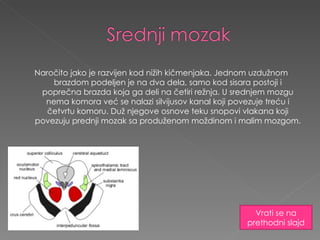 Naročito jako je razvijen kod nižih kičmenjaka. Jednom uzdužnom brazdom podeljen je na dva dela, samo kod sisara postoji i poprečna brazda koja ga deli na četiri režnja. U srednjem mozgu nema komora već se nalazi silvijusov kanal koji povezuje treću i četvrtu komoru. Duž njegove osnove teku snopovi vlakana koji povezuju prednji mozak sa produženom moždinom i malim mozgom. Vrati se na prethodni slajd 