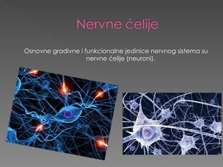 Osnovne gradivne i funkcionalne jedinice nervnog sistema su nervne ćelije (neuroni). 