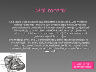 Kod sisara je podeljen na dve hemisfere i srednji deo. Mali mozak je centar ravnoteže i mišićne koordinacije pa je njegova veličina proporcionalna pokretljivosti životinje. Naročito jako je razvijen kod životinja koje se brzo i okretno kreću (kod riba su npr. ajkule, kod ptica su to dobri letači, a kod sisara trkači). Kod vodozemaca i gmizavaca je slabo razvijen.  Siva masa je smeštena u perifernom delu (kori), dok se bela nalazi  u unutrašnjosti. Kod sisara dolazi do jakog nabiranja malog mozga pa bela masa zalazi između nabora sive mase, što na poprečnom preseku izgleda kao razgranato drvo. Usled toga se vrlo često naziva  drvo života . Vrati se na prethodni slajd 
