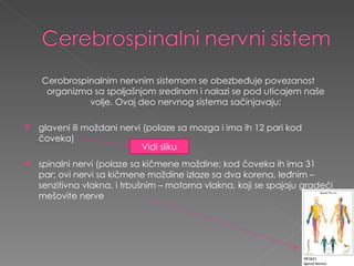 Cerobrospinalnim nervnim sistemom se obezbeđuje povezanost organizma sa spoljašnjom sredinom i nalazi se pod uticajem naše volje. Ovaj deo nervnog sistema sačinjavaju: glaveni ili moždani nervi (polaze sa mozga i ima ih 12 pari kod čoveka) spinalni nervi (polaze sa kičmene moždine; kod čoveka ih ima 31 par; ovi nervi sa kičmene moždine izlaze sa dva korena, leđnim – senzitivna vlakna, i trbušnim – motorna vlakna, koji se spajaju gradeći mešovite nerve Vidi sliku 