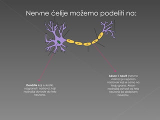 Nervne ćelije možemo podeliti na: Dendrite  koji su kratki, razgranati  nastavci, koji nadražaj dovode do tela neurona. Akson  ili  neurit  (nervno vlakno) je neparan nastavak koji se samo na kraju grana. Akson nadražaj odvodi od tela neurona ka sledećem neuronu. 