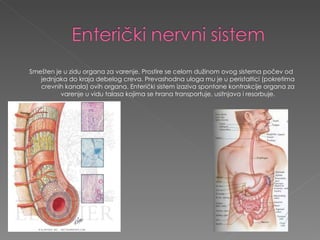 Smešten je u zidu organa za varenje. Prostire se celom dužinom ovog sistema počev od jednjaka do kraja debelog creva. Prevashodna uloga mu je u peristaltici (pokretima crevnih kanala) ovih organa. Enterički sistem izaziva spontane kontrakcije organa za varenje u vidu talasa kojima se hrana transportuje, usitnjava i resorbuje. 