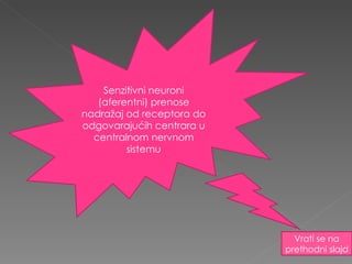 Senzitivni neuroni (aferentni) prenose nadražaj od receptora do odgovarajućih centrara u centralnom nervnom sistemu Vrati se na prethodni slajd 